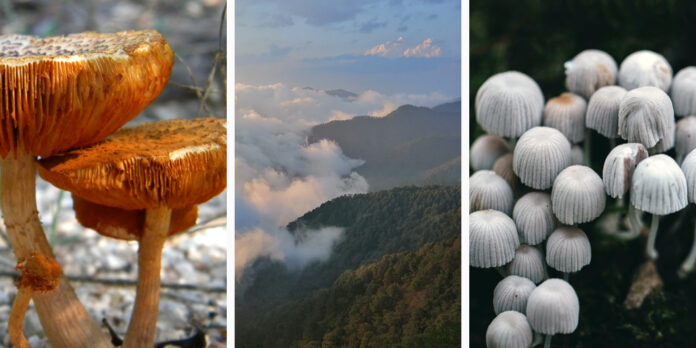 Mushroom Retreats Mexico